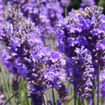Lavanda