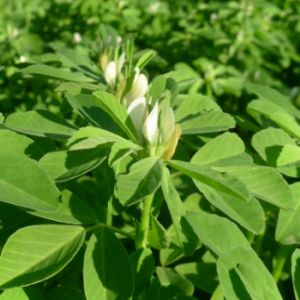 Piskavica Piskavica