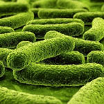 Probiotici Probiotici