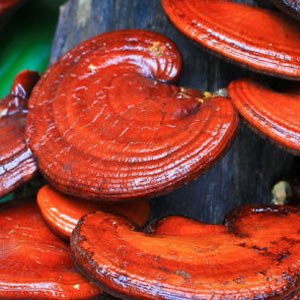 Reishi gljiva Reishi gljiva